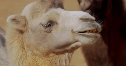 Nahaufnahme eines Kamels. Kamel ist ein Huftier mit geraden Zehen aus der Gattung Camelus, das charakteristische
