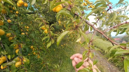 Woman's Hand Closeup in a Mountain Village Tears Cherry Plum