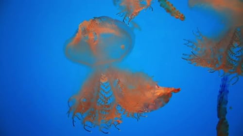 Kleine rote Quallen treiben friedlich unter Wasser im Mittelmeer