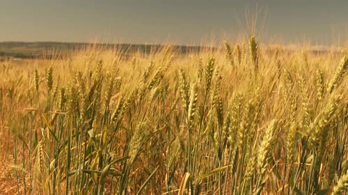 Golden Wheat Field Under a Hazy Sky
