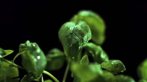 Close Up of Vibrant Green Basil with Water Droplets