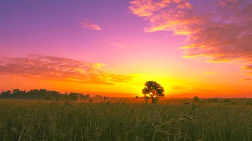 Beautiful landscape in the field at sunrise.