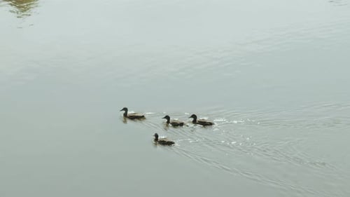 Un groupe de canards glissant gracieusement sur l'eau scintillante du lac