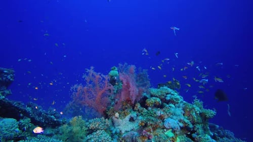Underwater Reef Coral Tropical Scorpion Fish