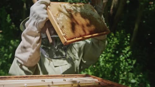 Beekeeper Brushing and Inspecting Brood Frame Full of Honey Bees at Apiary. Close Up