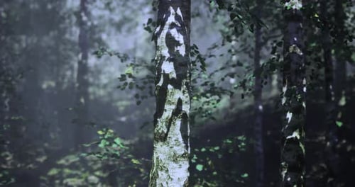 Nature Features a Serene Forest with Tall Trees and Soft Sunlight