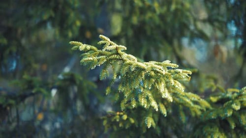 The soft green needles of young pine trees are beautifully backlit by the morning sun, creating a se