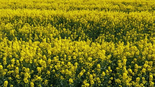 Blooming Rapeseed Field on a Sunny Day Flying Above Stunning Yellow Rape Fields in Spring Vegetable