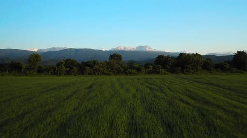 Drohne fliegt bei Sonnenuntergang über ein Maisfeld