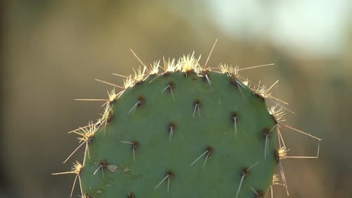 Closeup on Backlit Prickly Pear Cactus in Arizona Desert Landscape