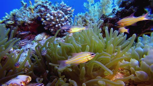 Coral Reef Thriving with Anemones and Tropical Fish