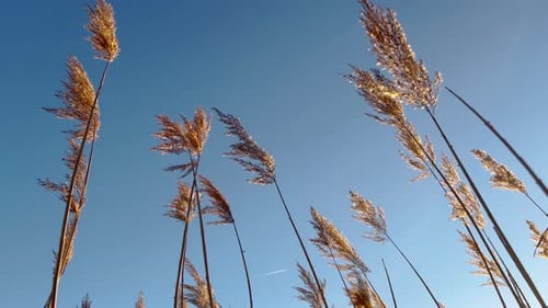 Dry reed landscape in winter sunset, low angle view