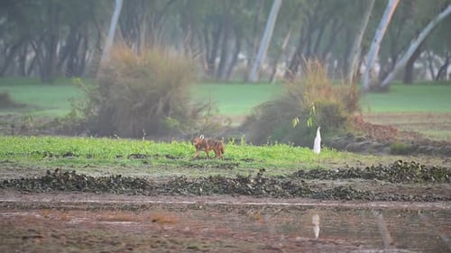 Golden Jackal in Morning of Winter