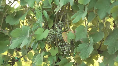 Growing Green Grapes In The Winery Vineyard During Sunny Day. Closeup