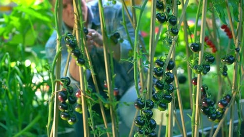 Farmer Man Hands Picking Fresh Tomato Plants in Garden Agriculture Natural Organic Food Farming
