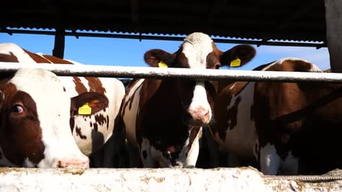 Long Row of Cattle Chewing Fodder at Milk Factory Curious Cows Look Into Camera Eating Hay on Dairy