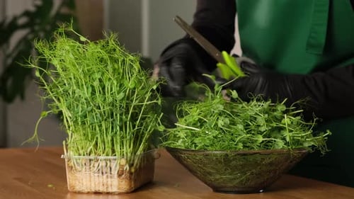 Cultiver des micropousses en intérieur. Mains féminines coupant des petits pois verts avec des ciseaux