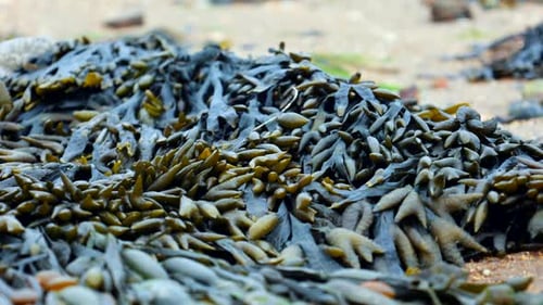 Seaweed on a Beach 4K