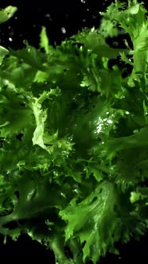 Lettuce Leaves Fly Up and Fall Down Filmed on a Highspeed Camera at 1000 Fps