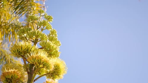 Fleur d'agave, centenaire ou fleur de sentinelle, fleur ou inflorescence