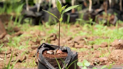 África Kenia: agricultura inteligente, ecológica, bioorgánica y de bajo consumo de residuos: plántulas de aguacate en el huerto de una casa, indo