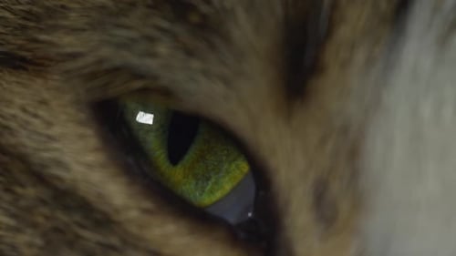 Extreme Close-Up of Tabby Cat Eye