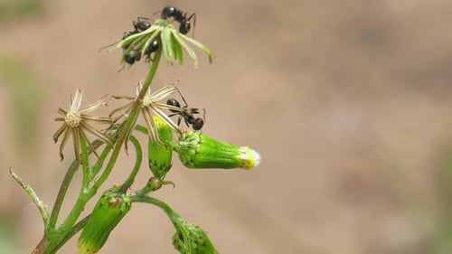 Ameisen sammeln Samen von einem Löwenzahn im Garten, Nahaufnahme, slowmo