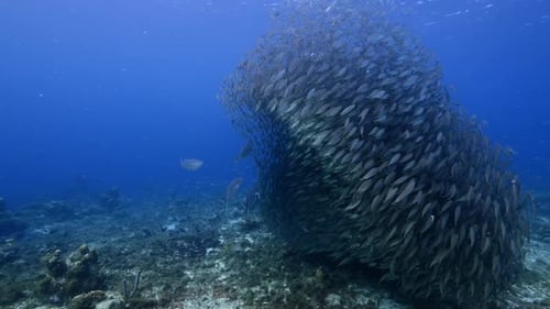 Bait ball at the coral reef in the Caribbean Sea at scuba dive around Curacao /Netherlands Antilles