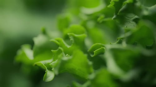 Green leaves of fresh lettuce. Nutrition and healthy diet concept