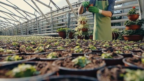 Gardener tending seedlings in sunny greenhouse