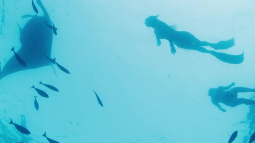 Woman Freediver Swims in the Sea with the Giant Oceanic Manta Ray or Mobula Birostris