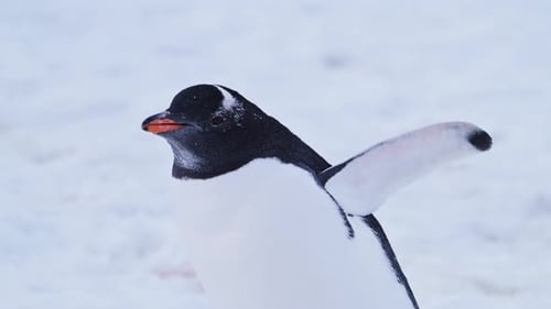 Penguin Portrait Close Up Walking on Snow in Antarctica, Gentoo Penguins on Wildlife and Animals Tri
