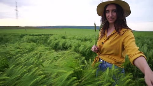 Woman Wheat Field Farmer Walks Through Field at Sunset Touching Green Ears of Wheat with His Hands