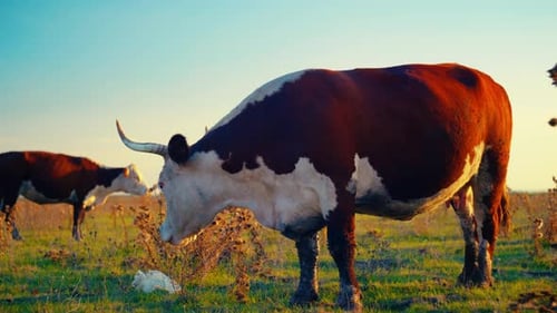Cows Grazing Peacefully in Rural Field at Sunset