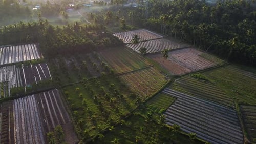 Aerial View of Tropical Farmland at Sunrise
