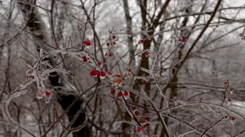 Dans la nature, plusieurs baies rouges sauvages sur une branche sont complètement recouvertes de glace due à la pluie gelée.