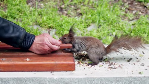 Man feeding nuts to a brown squirrel in the park