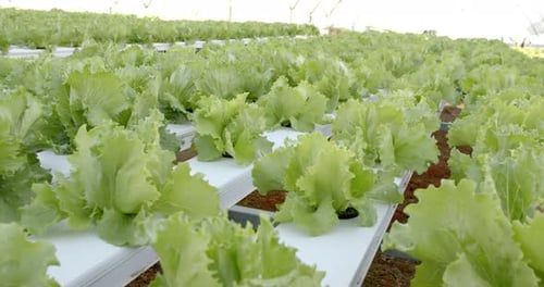 Green Lettuce Growing Hydroponically on Farm