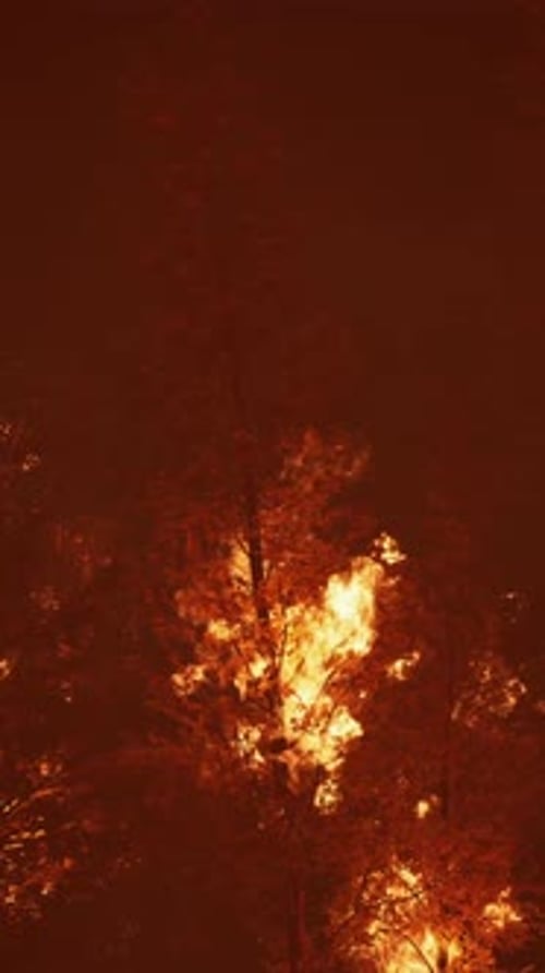 Wildfire Burns Ground in Forest
