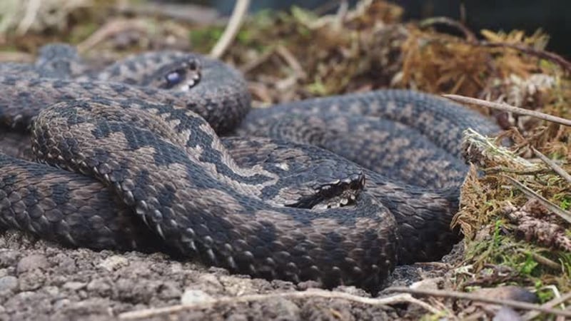 slow-motion of Close up Blue Krait snake ( Bungarus candidus) open ...