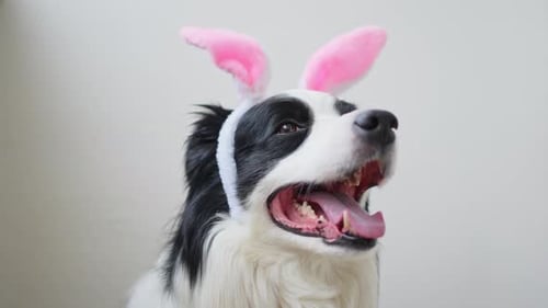 Happy Easter Concept Preparation for Holiday Cute Funny Puppy Dog Border Collie Wearing Easter Bunny