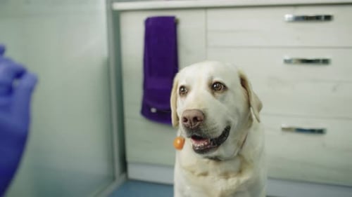 Dog Being Examined at the Veterinary Clinic