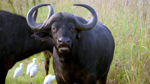 Búfalos del Cabo pastando en el campo de hierba, retrato