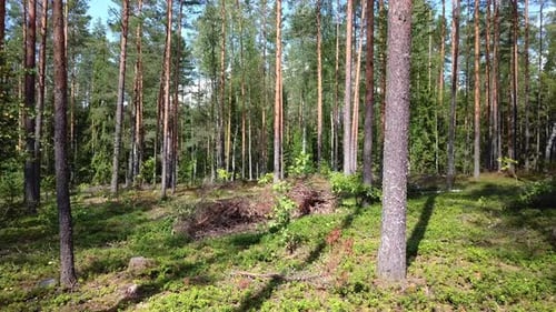 Summer Coniferous Forest 09