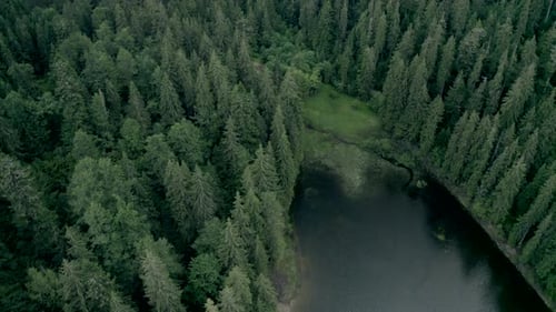 Evergreen Pine Wood Growing Near Synevir Lake
