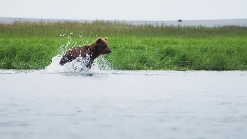 Brown Bear Fishing in a River