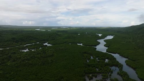 Dense Mangrove Forest with Winding River Channels Siargao Philippines