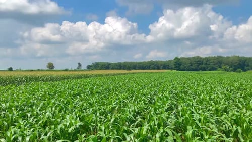 green and fresh young corn farm
