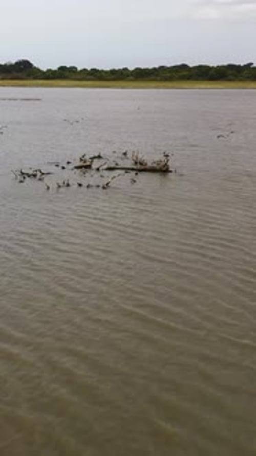 Pélicans et autres oiseaux dans le parc national du Sri Lanka