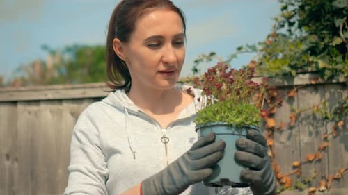 Woman Examining Blooming Flowerpot As Part of Springtime Gardening Female Holding Vibrant Plant